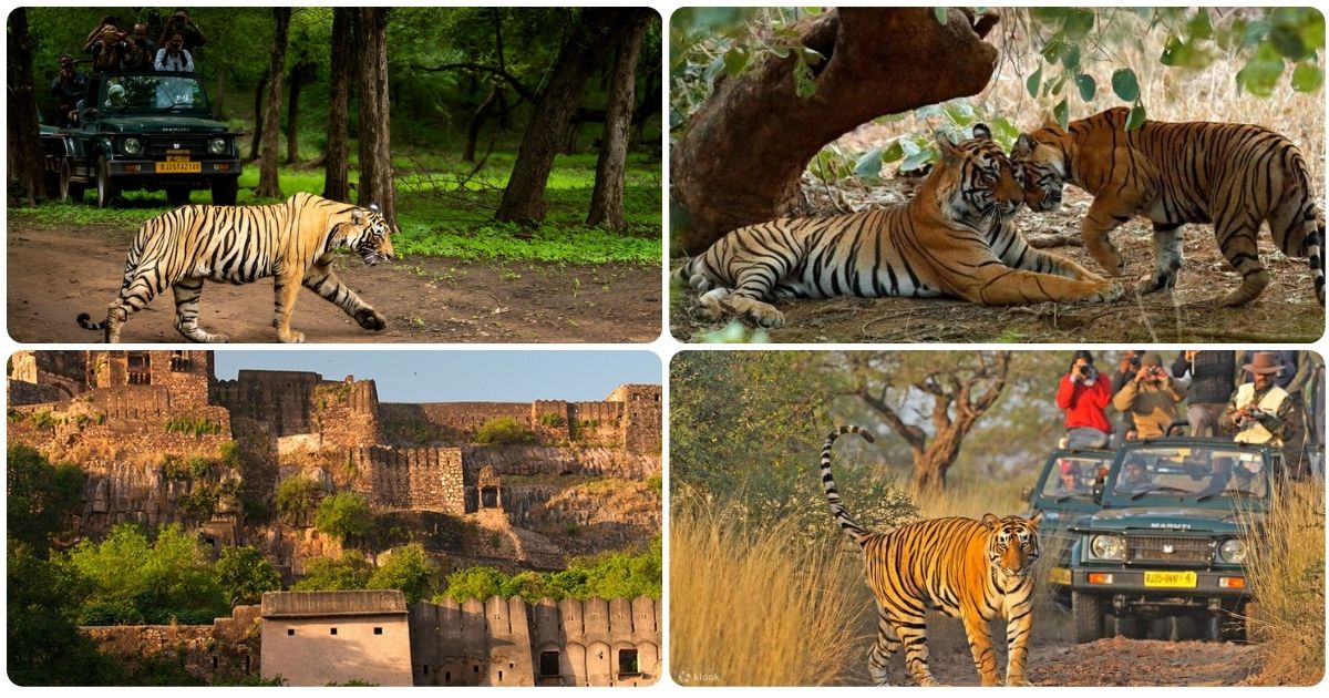 Jaipur landmarks including Hawa Mahal, Amer Fort, Patrika Gate and Jantar Mantar showcasing Rajasthan’s architectural beauty